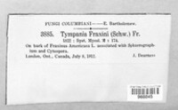 Tympanis fraxini image
